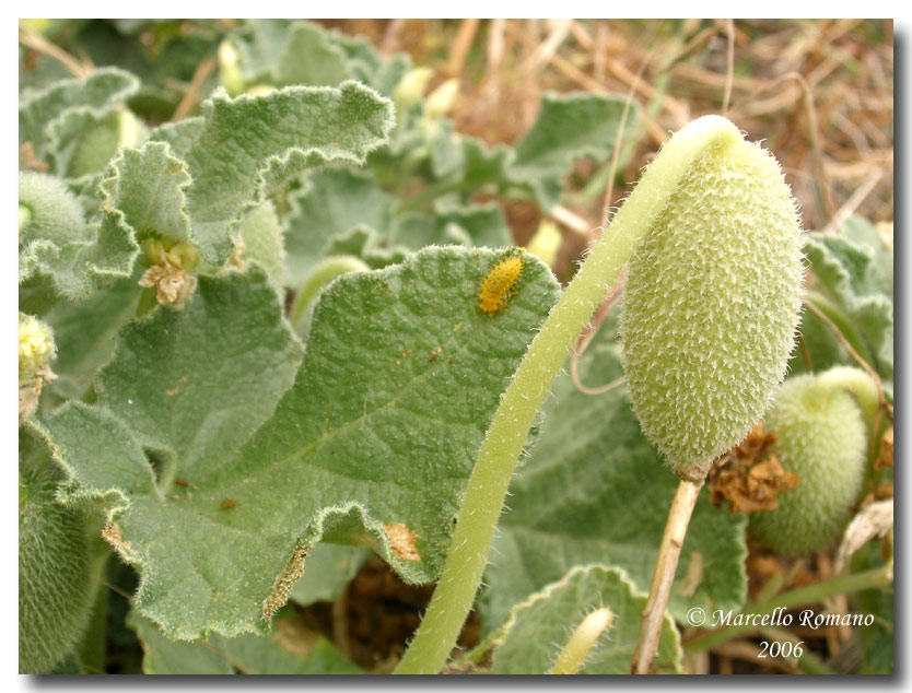 La coccinella del cocomero asinino: Henosepilachna elaterii